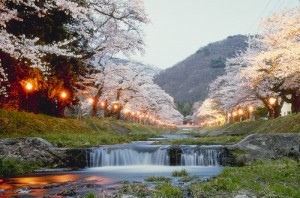 Ciliegi in fiore a Fukushima