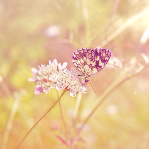 farfalla con fiore